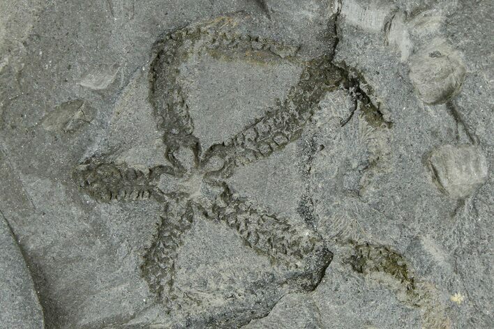 Ordovician Brittle Star (Ophiura) - Morocco #365277